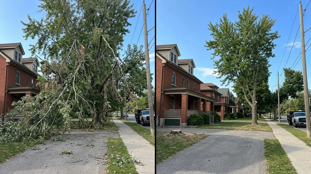 Tree Trimming result in Hamilton — Escarpment Tree Trimming