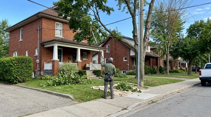 Trees Near Hydro Lines Hamilton