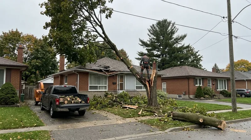 24/7 Emergency Tree Removal Hamilton